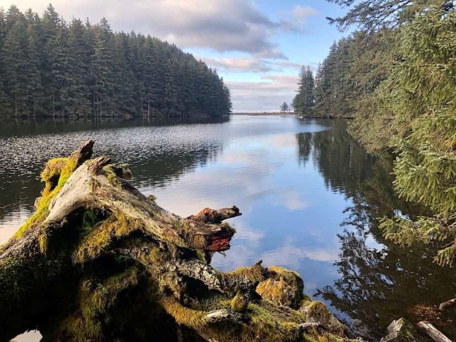 Kodiak: Rainforest Hike with Naturalist Guide - A Closer Look at the Kodiak Rainforest Hike