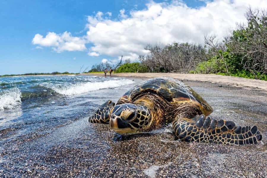 Kona: Coffee and Sea Turtles Tour - What We Think: Honest Assessment of the Tour