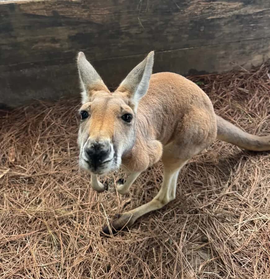Lamont: Kangaroo Encounter at North Florida Wildlife Center - Comparing Value and Similar Experiences