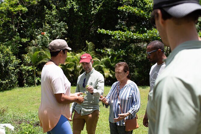 Learning about Medicinal Plants of Puerto Rico - The Practical Aspects