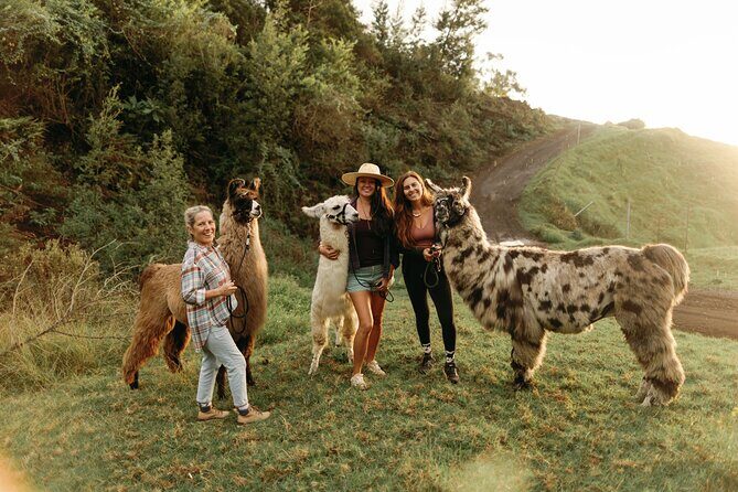 Llama Sunset Hike - Who Will Love This Experience?