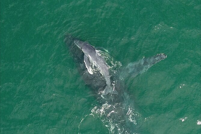 Majestic Whale Watching Tour in Cabo San Lucas - Analyzing the Value and Practical Aspects