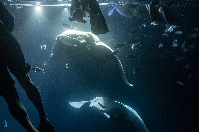 Manta Ray Snorkel Experience - The Experience in Detail