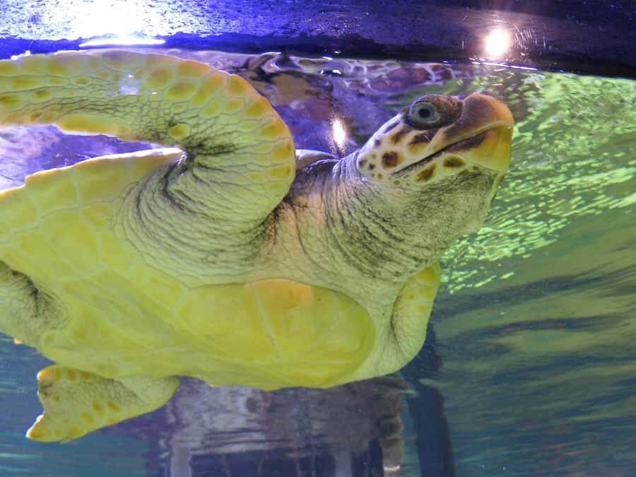 Marine Discovery Centre - The wild dolphin connection: a highlight worth waiting for