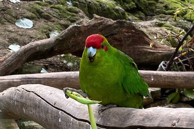 Marlborough Sounds Day Visit to Lochmara - Who Will Love This Tour?