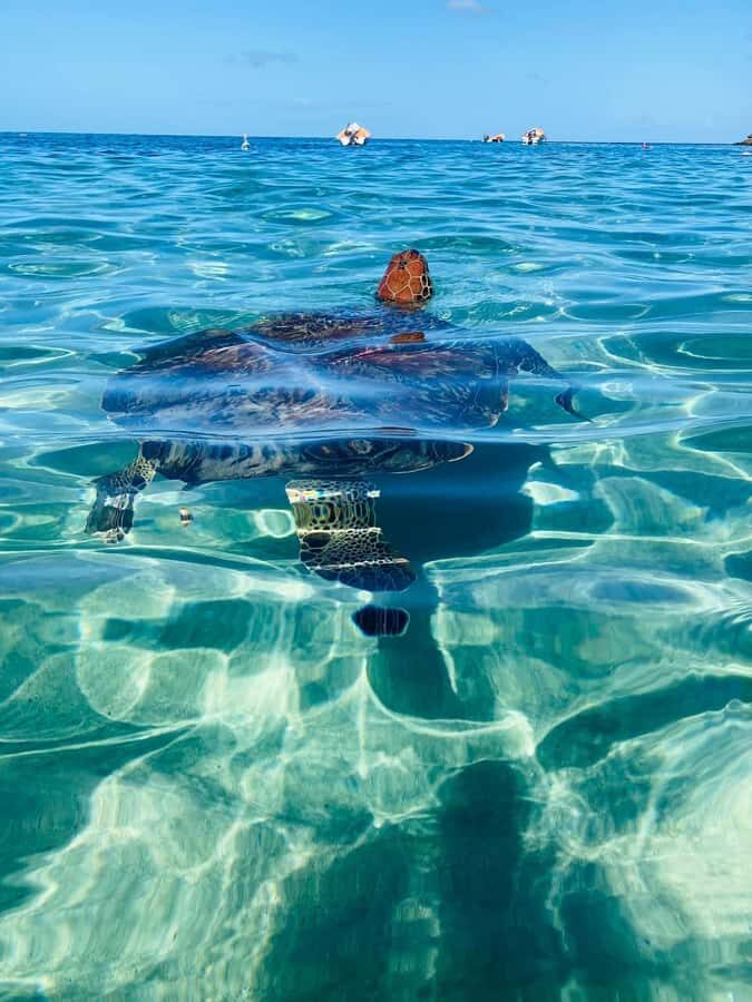 Martinique: Cruise and Snorkel with Turtles, Fish, and Corals - The Itinerary: Organized but Flexible