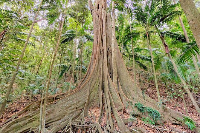 Mary Valley Tour with Mary Valley Rattler, Lunch and Kenilworth - Practical Details and Value