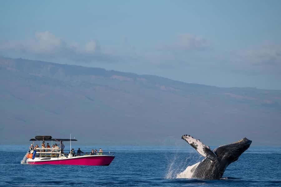 Maui: Epic Small Group Whale Watch - What to Expect from Your Whale Watching Adventure