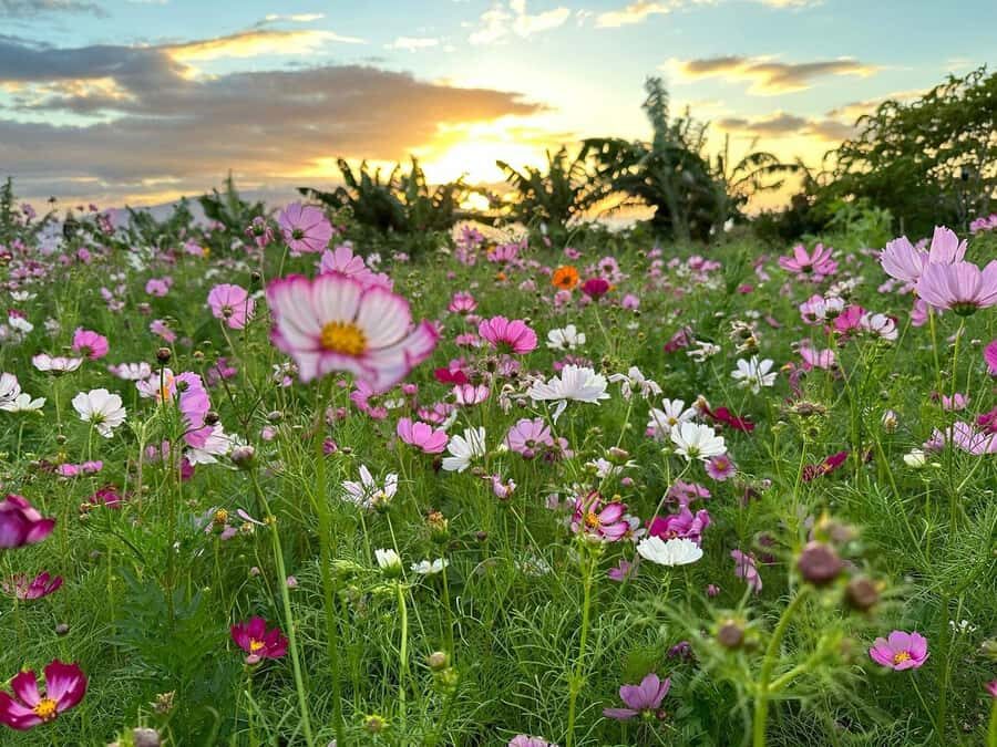 Maui: Mango Farm Sunset Tour with Fruit Tasting and Photos - From a Traveler’s Perspective: What to Expect
