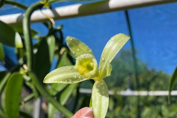 Maui Vanilla Farm Tour Discover Organic Farming and Tasting - Conclusions