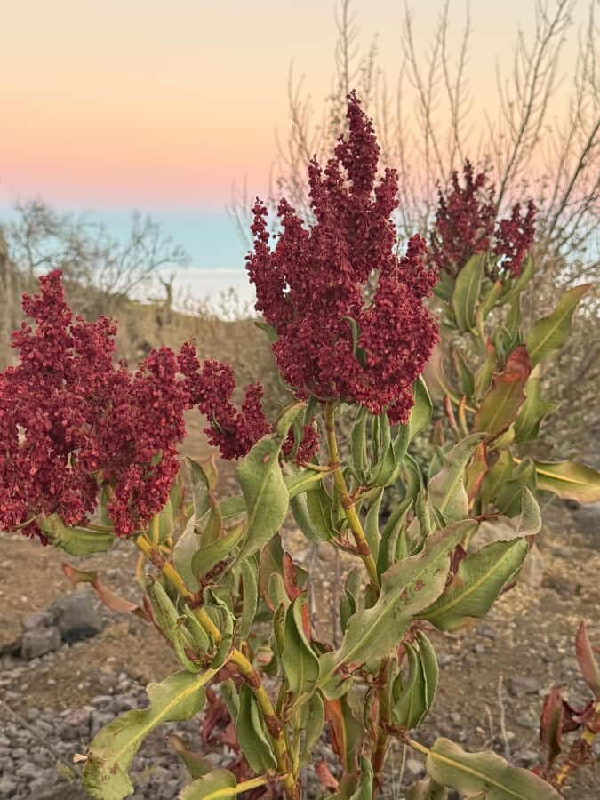 Mauna Kea: Sunset and Star Rise Hike with Native Hawaiian - The Experience: From Forests to Starry Skies