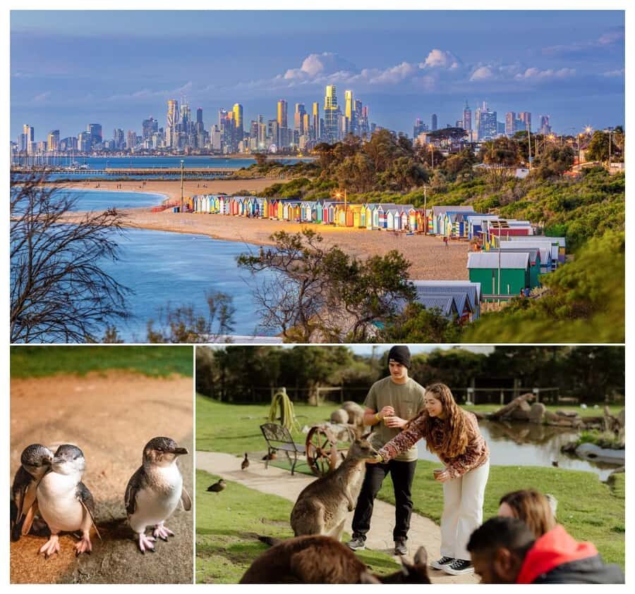 Melbourne: Penguin Parade , Koala & Brighton Bathing Boxes - Practical Considerations