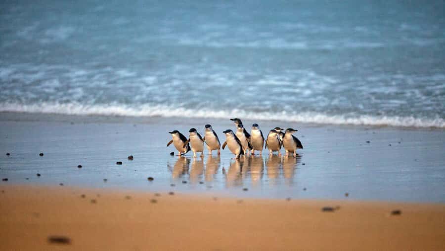 Melbourne: Phillip Island Private Tour with Penguin Parade - Practical Details and Value