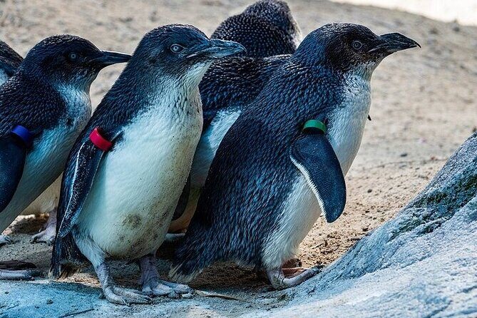 Melbourne Private Penguins Koalas TOUR-Melbourne City Tour JEWELS - What Makes This Tour Stand Out?