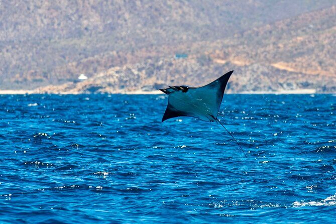 Mobula Ray Snorkeling with Photos Included - The Value of the Experience