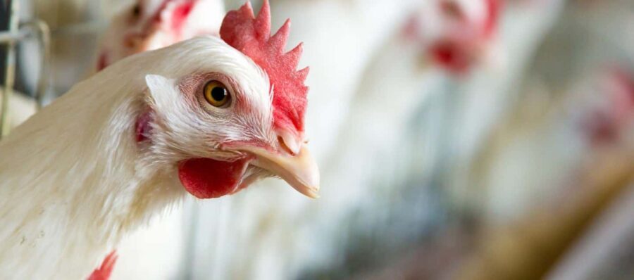 Moca: Farm Tour with Animal Feeding and Egg Collecting - A Closer Look at the Experience