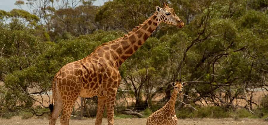 Monarto Safari Park: Keeper for a Day - Why This Experience Matters