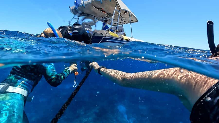 Mooloolaba: Turtle Snorkel & Swim at Mudjimba Island - The Snorkeling Experience