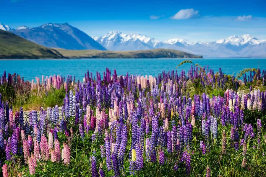 Mount Cook to Queenstown Day Tour - The Value of This Experience