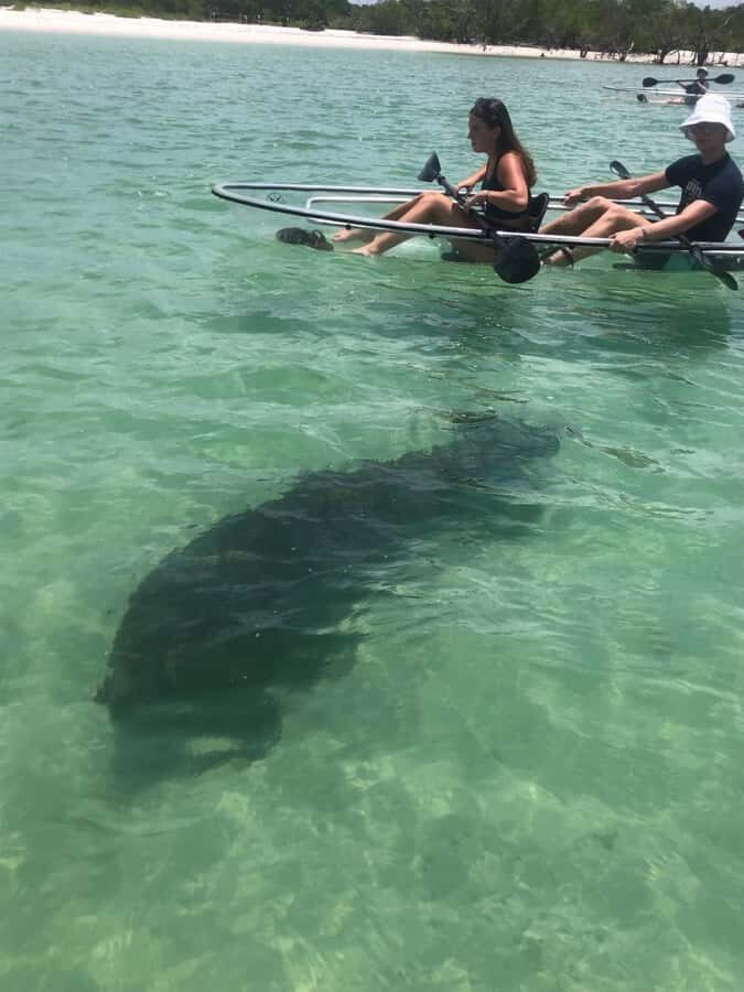 Naples: Wiggins Pass Clear Kayak Eco Tour - The Experience: Paddling Through Nature