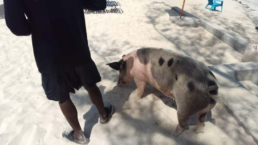 Nassau: Swimming with Pigs, Snorkeling, and Sightseeing Tour - Exploring the Itinerary in Detail