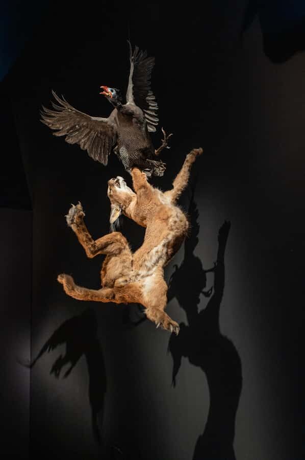 Natural History Museum LA: Entry + Fierce! The Story of Cats - The "Fierce! The Story of Cats" Exhibition: What to Expect