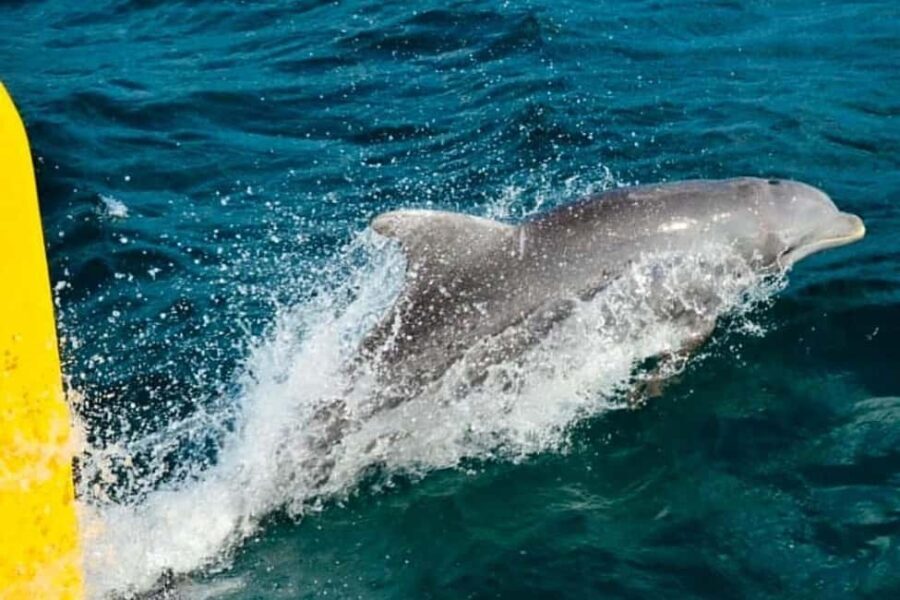 Negril: Pirate Ship Cruise with Snorkeling & Ricks - A Solid Choice for a Day of Fun and Authenticity