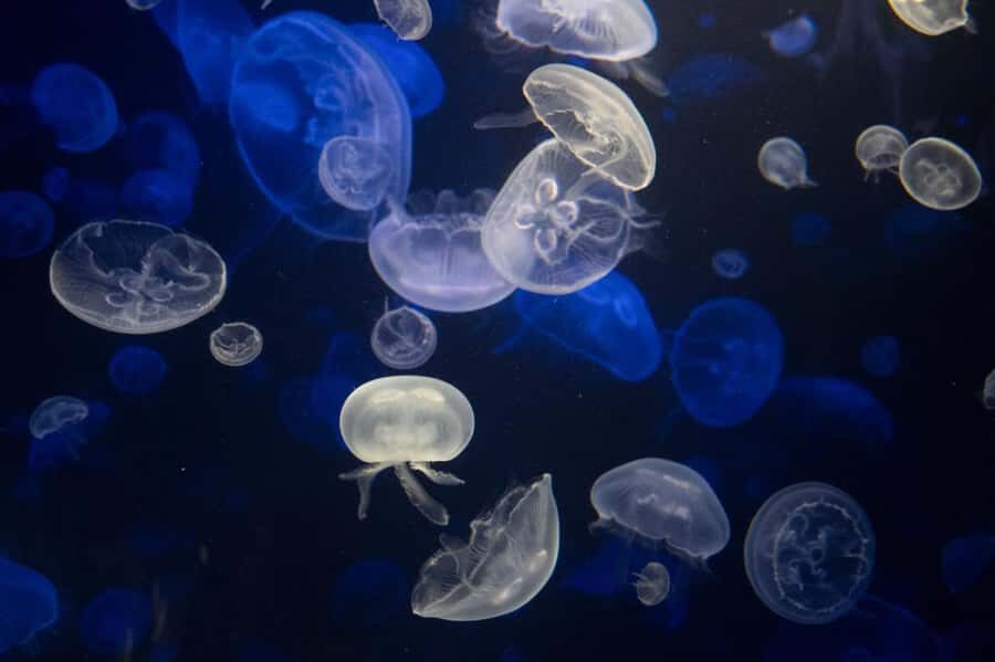 New York Aquarium Entry Ticket - A Closer Look at the Highlights