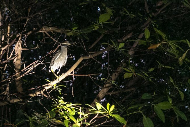 Night Kayaking Experience on Bioluminescent Lagoon in Fajardo - The Journey: From Land to Lagoon