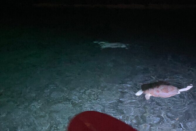 Night Kayaking with Liquid Glow - The Experience and the Setting