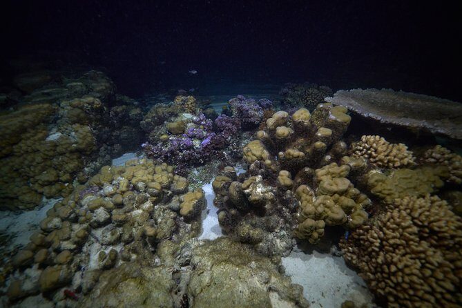 Night Snorkeling - Who Should Book This Tour?
