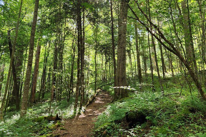 Nighttime Forest Firefly Hike - Practical Tips for Making the Most of Your Firefly Hike