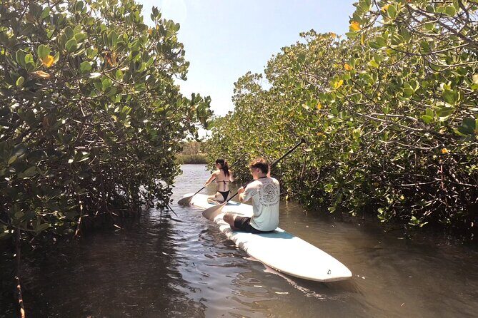 Noosa: Epic Stand Up Paddle Stingray & Mangrove Tunnel Tour - What Reviewers Say