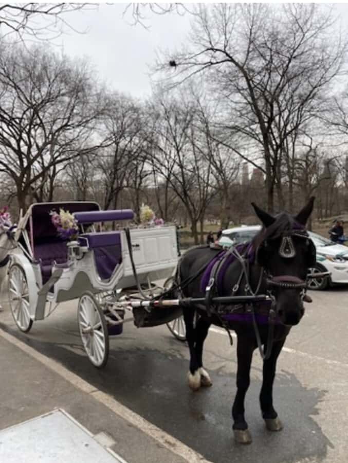 NYC: Amazing Central Park Horse and Carriage Ride with Guide - The Stops and Sights
