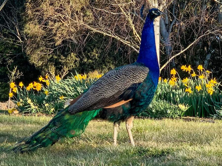 Oberon: Breaky with The Crew - Animal Lover Experience! - The Experience in Detail