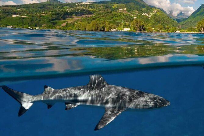 Ocean Discovery and Snorkelling in Tahiti - What’s Included and What’s Not?