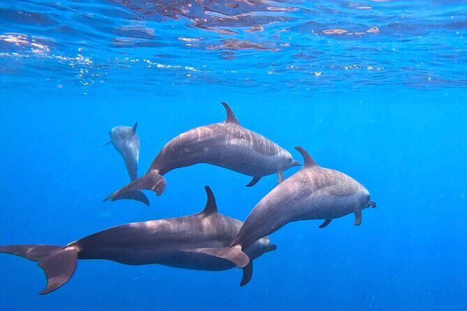 Open Ocean Safari: looking for orcas, dolphins & more - What to Expect: A Day on the Water