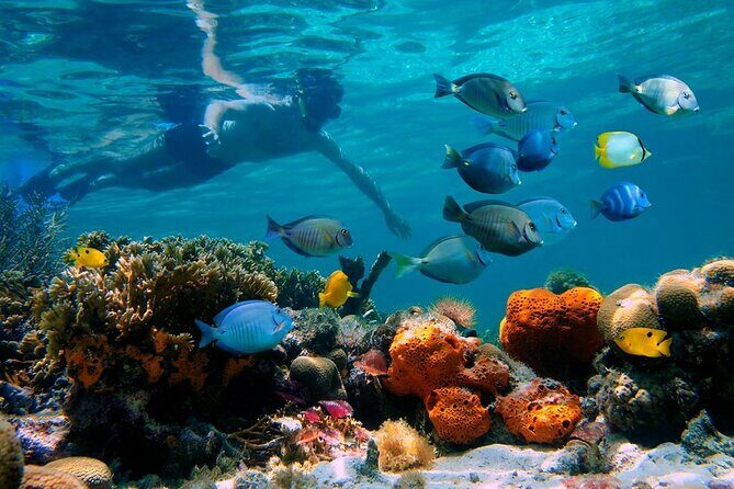 Paradise Island Cayo Arena Tour Snorkeling, Mangroves, Local Food - What’s Included and What to Consider