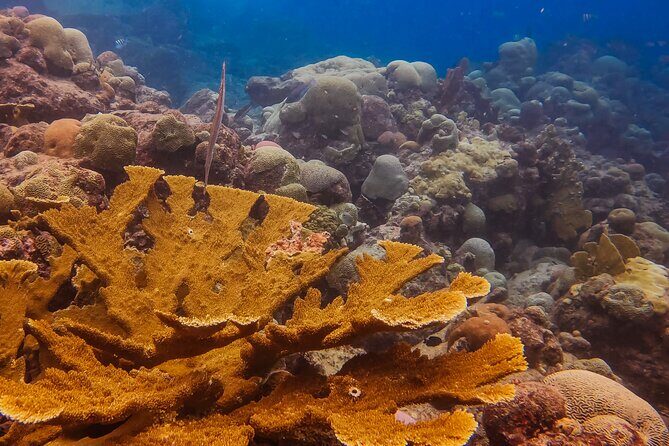 Personalized Discover Scuba Dive Experience in Curaçao - The Reef and Marine Life