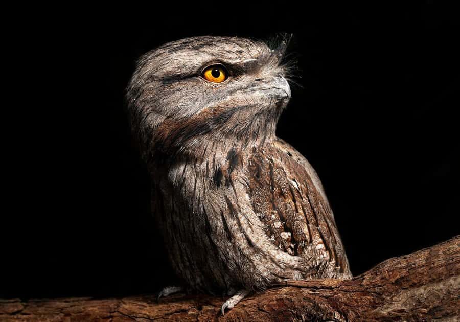 Perth: Nocturnal Night Stalk Tour with WA Wildlife Encounter - What Makes This Tour Special?