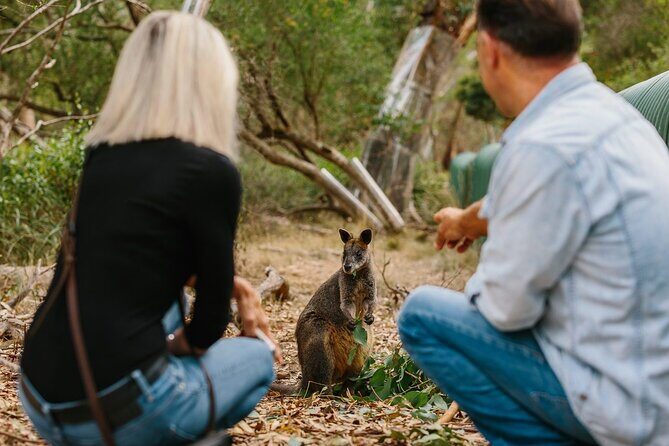 Phillip Island and Penguin Parade Private Tour - The Value and Pricing