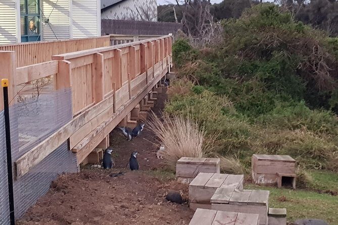 Phillip Island Private Experience - The Wild Coastline and Clifftop Walks