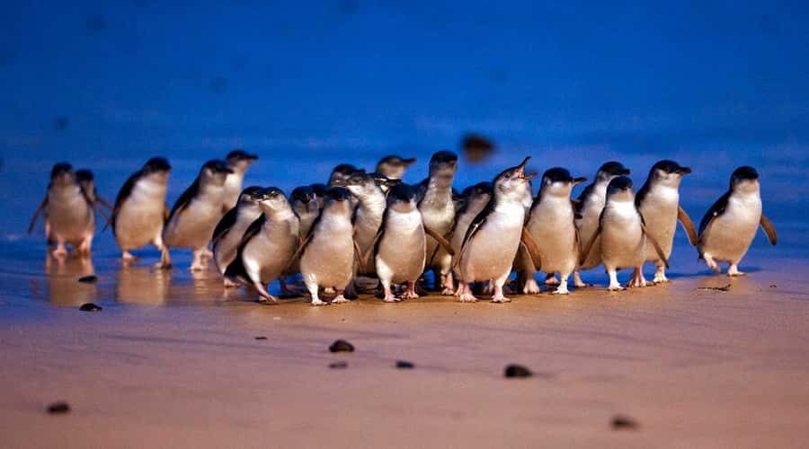 Phillip Island: Private Tour with Penguin Parade - The Practicalities and Value