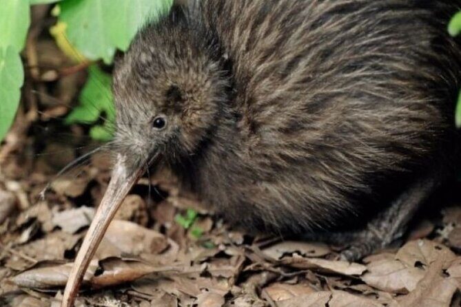 **Popular Cruiseship Tour** - Total Kiwi Experience! - Kiwi North — The Heart of Kiwi and Reptile Encounters