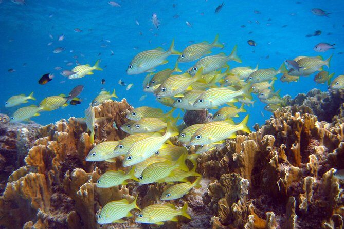 Private Boat Snorkel tour to Klein Bonaire - FAQs