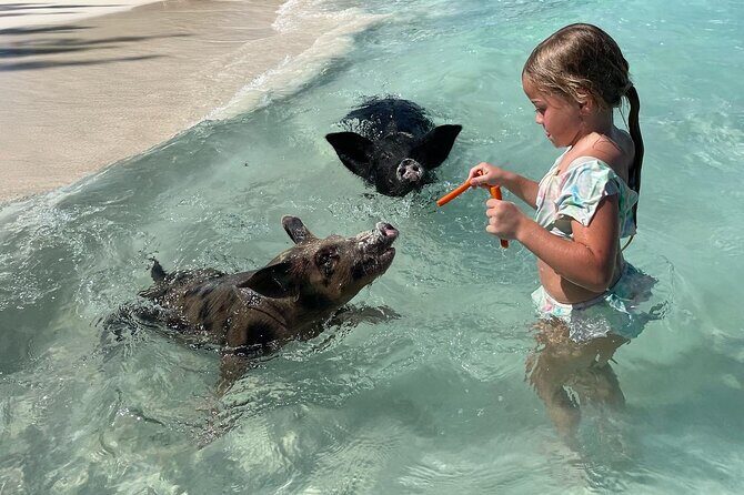 Private Boat Swim and Snorkel Adventure to Rose Island - The Sum Up