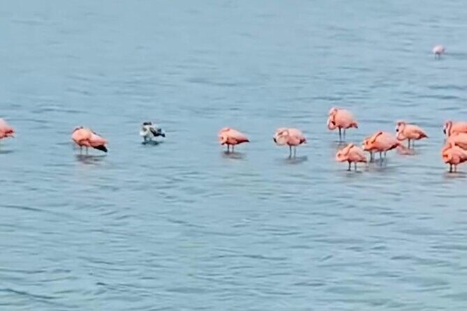 Private Customizable Curacao Beaches, Nature & Countryside Tour - The Sum Up