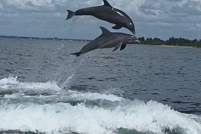 Private Dolphin Watching and Sightseeing Tour Panama city beach - The Value of This Experience