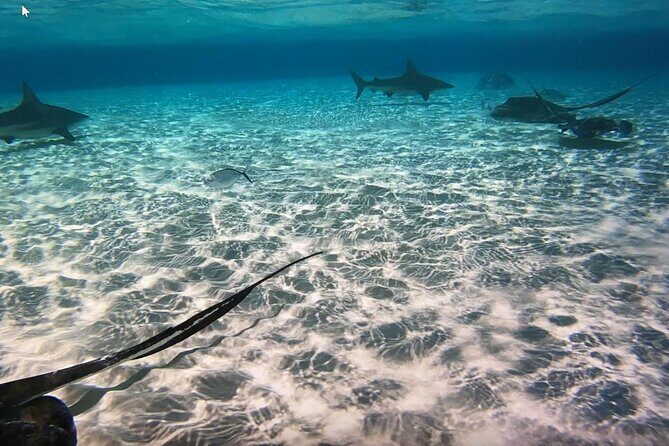 Private Full Day Charter - Stingray City, Starfish Point, Kaibo & Snorkeling - What’s Included and What Costs Extra