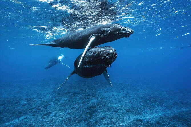 Private Half Day Whale Watching Tour - What To Expect on the Tour